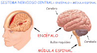 Sistema Nervioso