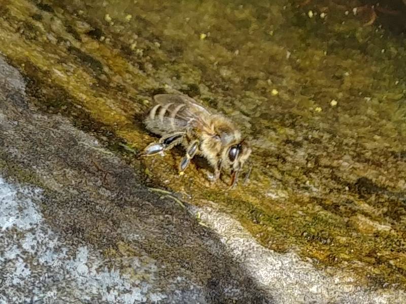 Lunastrom Licht Und Klang