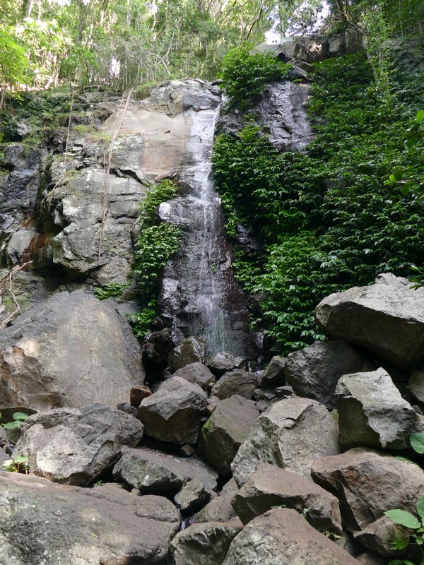 Ian Fraser, talking naturally Bunya Mountains National Park; splendid