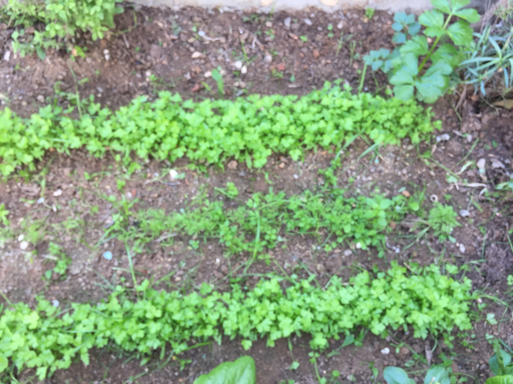 How To Grow Parsley From Seeds