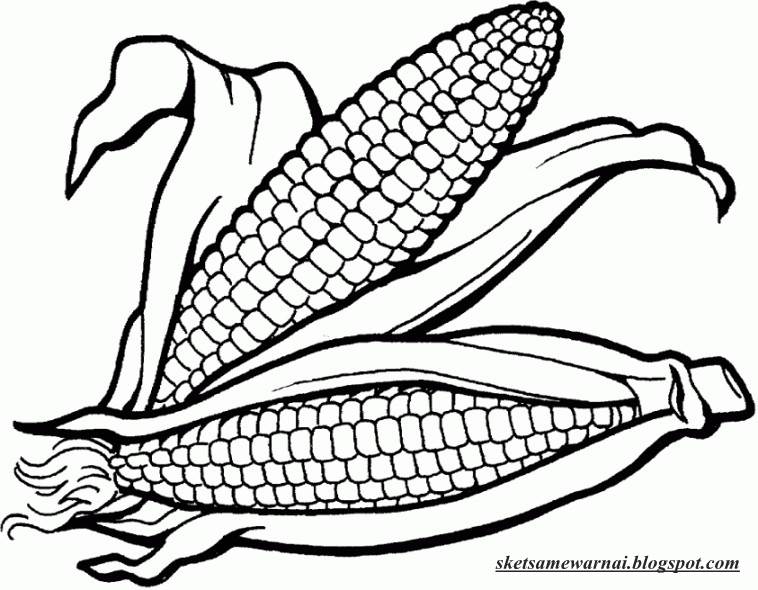 Gambar Sketsa Mewarnai Jagung Rebanas