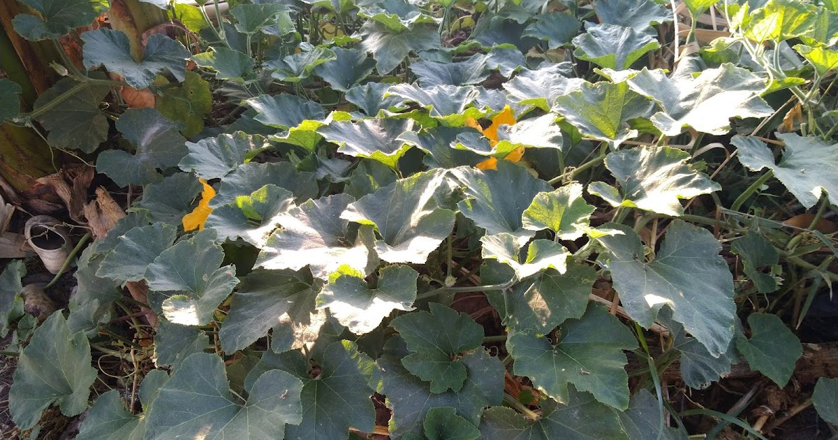 Ciri-ciri Tanaman Labu kuning dan manfaatnya