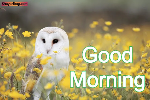 Good Morning Flowers and Birds Good Morning Flowers and Birds