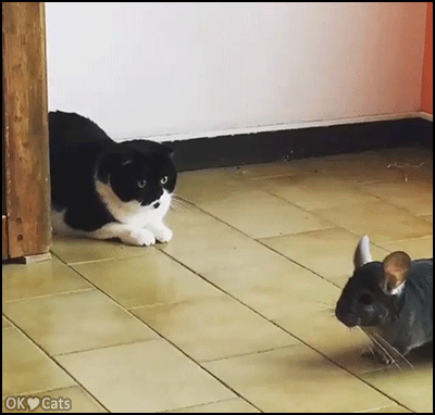 Crazy Cat GIF • Sneak attack! Chinchilla vs. Cat. 'Whatcha doing, are you mad dude'? [cat-gifs.com]