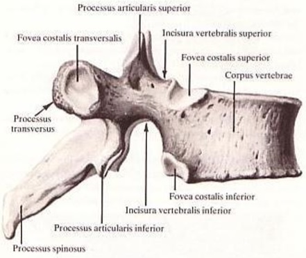 Science & Medicine: Eighth Thoracic Vertebra