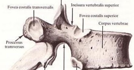 Science & Medicine: Eighth Thoracic Vertebra