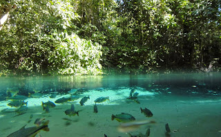 peixes no rio rio com peixes