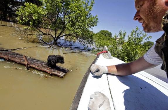These 16 photos will disturb you... The Balkans in the grip of flood! - A man rescues a dog during heavy floods in Vojskova May 19, 2014.
