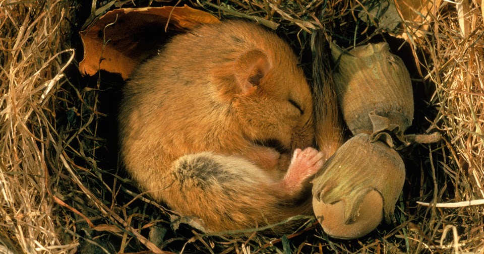 Stiamo sperimentando il letargo del ghiro