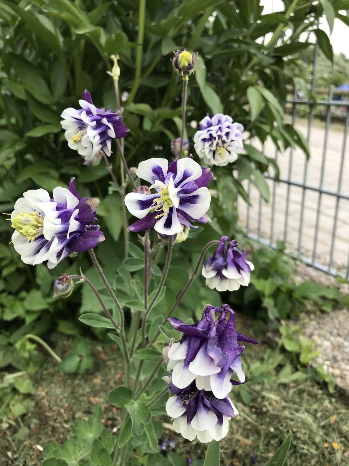 Wo Sind Die Salzburger Page 731 Mein Schoner Garten Forum