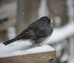 bird wild wednesday snowbirds junco crazy thursday friday