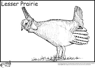 lesser prairie quails coloring pages