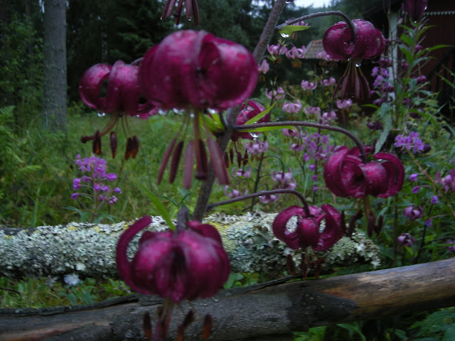 Midsommar Dalarna