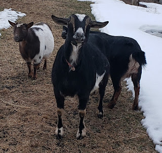 Simone the goat with Scout and Fanny
