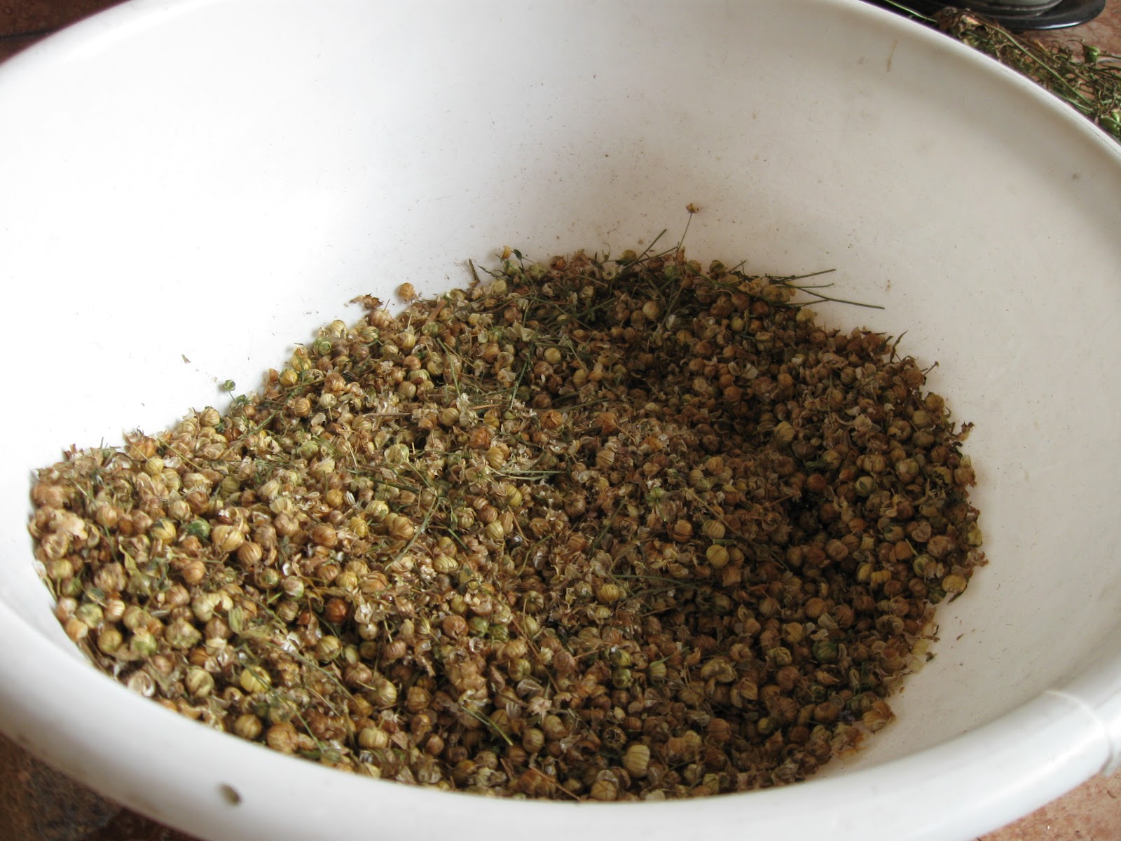 Growing Food in Florida Grow Flax Seed in a Home Garden