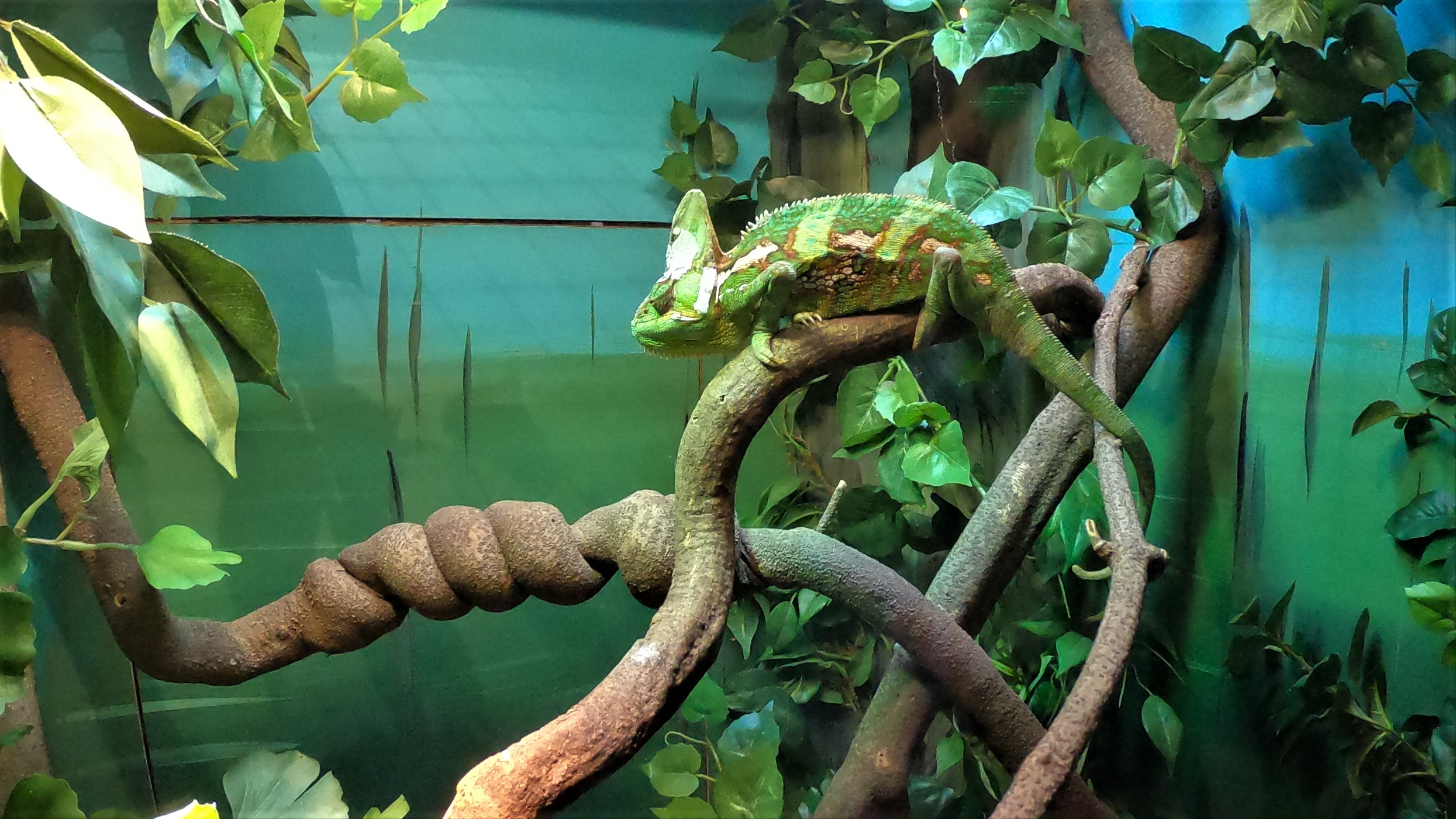 ROCK'S ADVENTURES AUSTRALIAN REPTILE PARK 31 JULY 2020