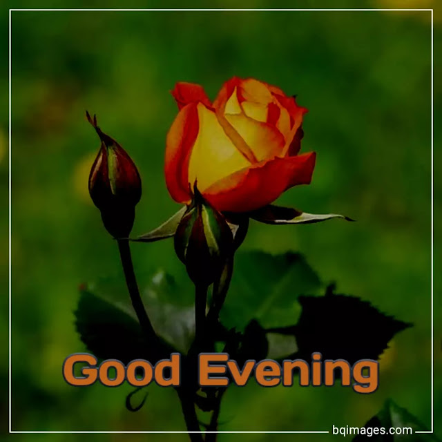 good evening rose flower