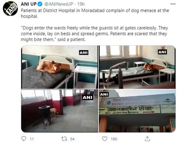 News, National, India, Lucknow, Uttar Pradesh, Hospital, Government, Photo, Social Media, Patient, Health, Health and Fitness, Patients at UP's Moradabad District Hospital complain of dog menace