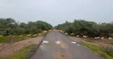 पीएम मोदी ने गुजरात में सड़क पार करते 3000 काले हिरणों का शानदार वीडियो ट्वीट किया