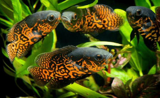 7 Ikan Hias Besar Untuk Aquarium Besar Kamu Hewan Air Info