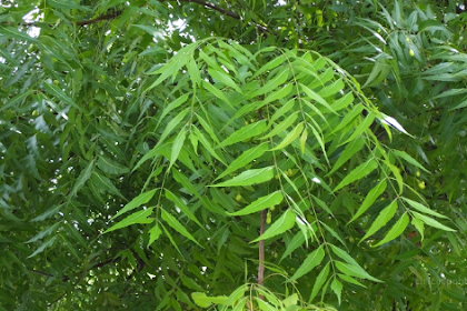 Ciri Ciri Pohon Mimba (Azadirachta indica) Di Alam Liar