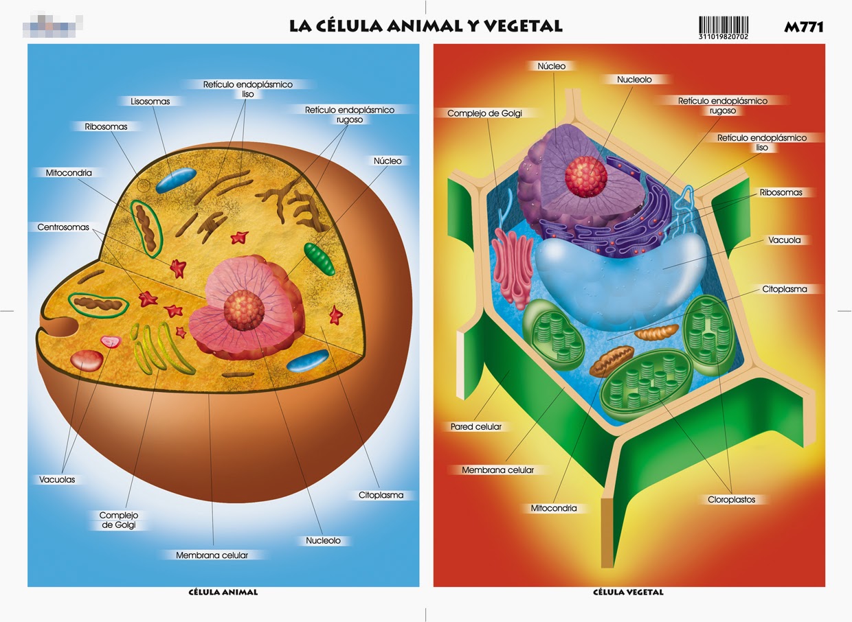 Ciencias Naturales Esquema CÉlula Vegetal Y CÉlula Animal