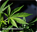 http://www.naturalnews.com/033757_cannabis_oil_cancer_cure.html