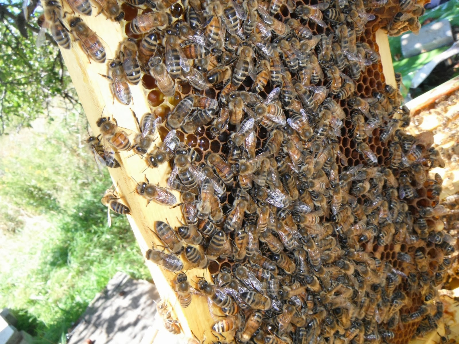 The Bee Journal Subtle Differences Between Frames Of Brood And Honey