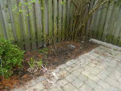 Toronto Greektown Spring Cleanup Back Garden Before by Paul Jung Gardening Services--a Toronto Organic Gardening Company Toronto Greektown Spring Cleanup Back Garden Before by Paul Jung Gardening Services--a Toronto Organic Gardening Company