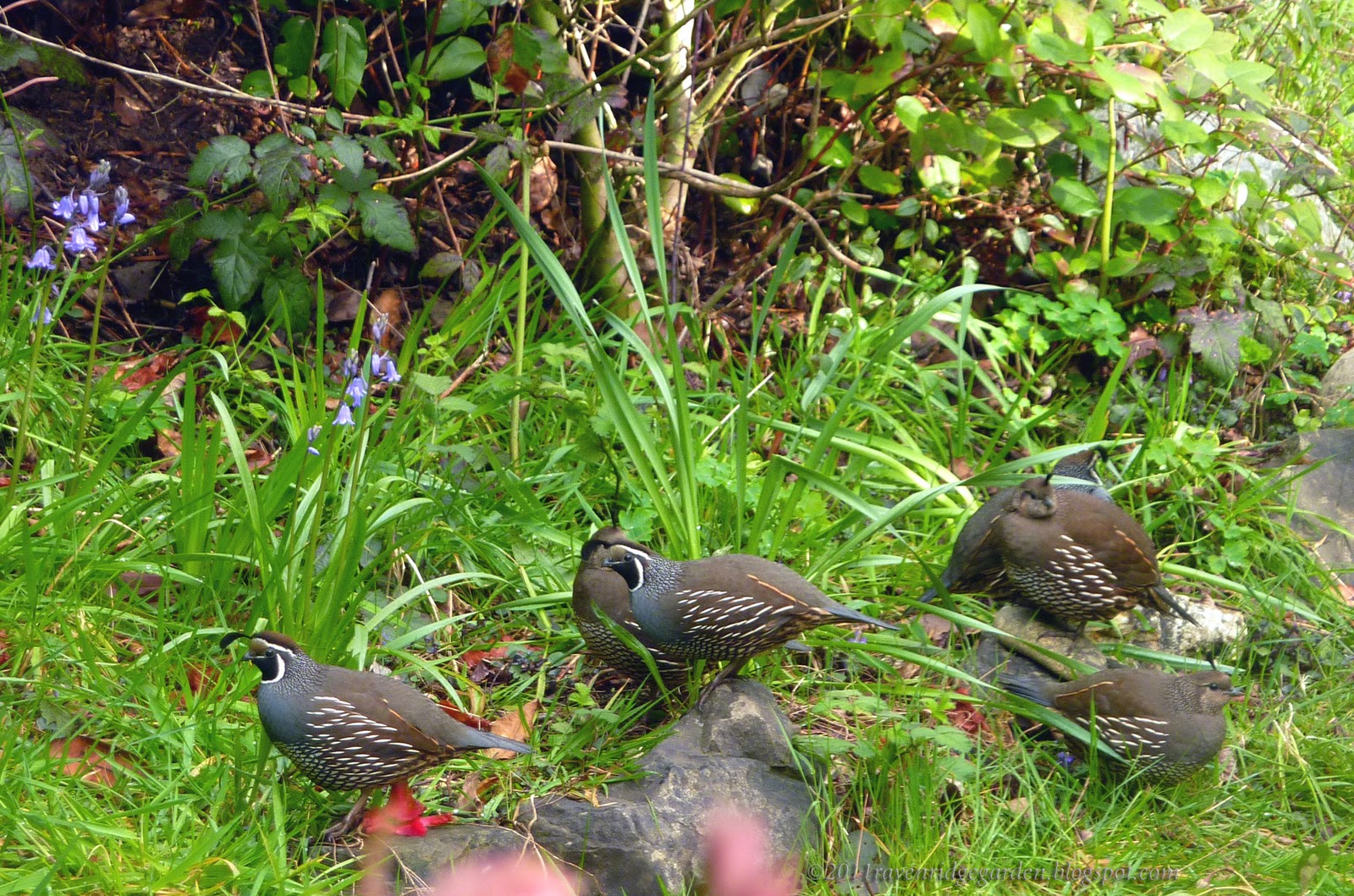 Raven Ridge Gardens Spring in my Garden Quail