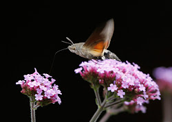 moth hummingbird hawk september