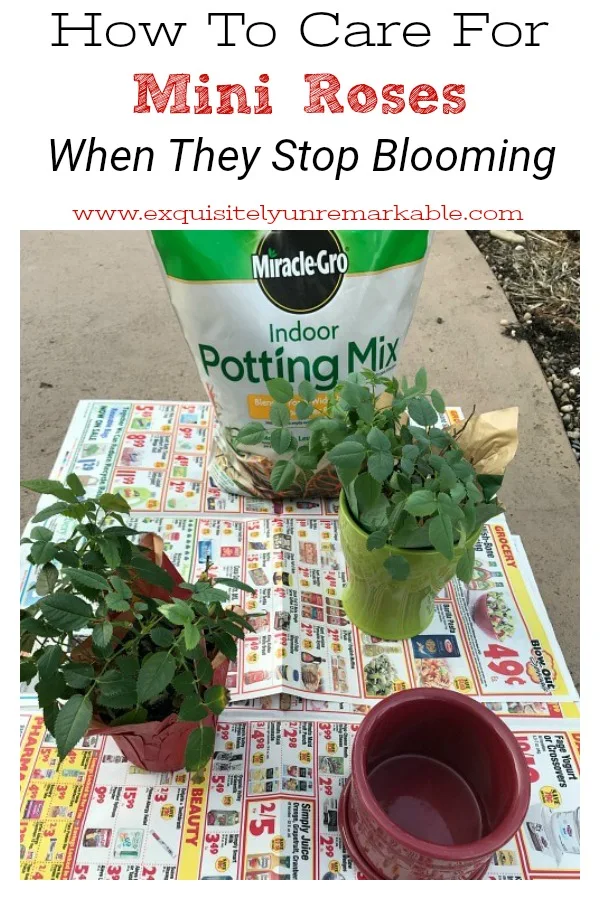 How To Care For Mini Roses When They Stop Blooming text over small roses bushes on newpaper