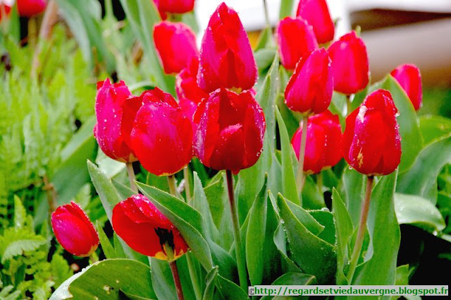 Fleurs de Tulipes