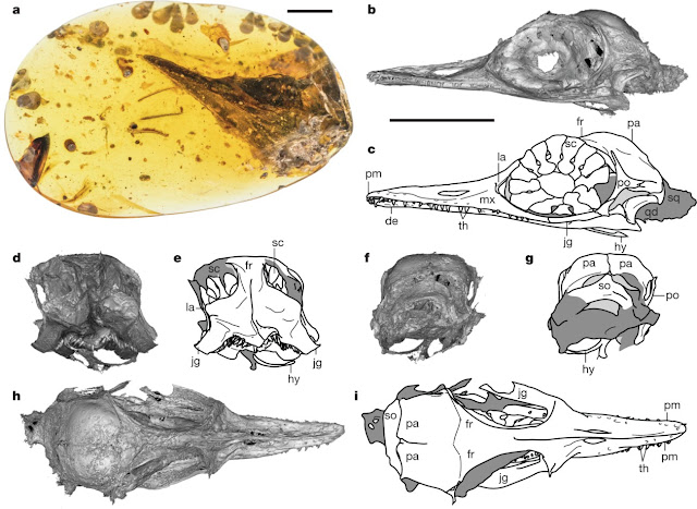 Fig. 1: Photograph, computed tomography scans and interpretive drawings of the HPG-15-3 holotype of O. khaungraae
