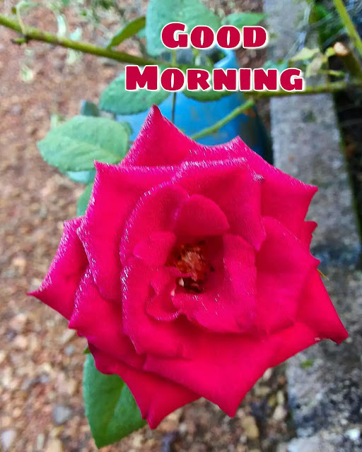 103+ Good Morrning Flowers Images , Photos Free Download GoodMorningImg