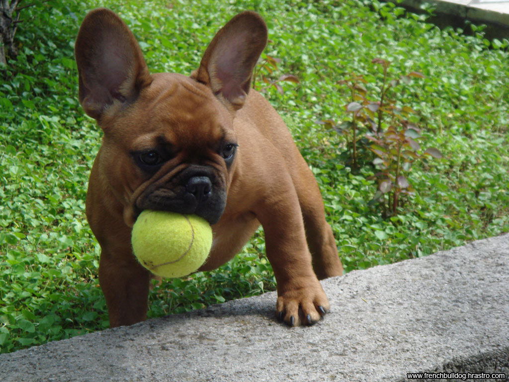 French Bulldog Puppies Wallpapers & Pics - Pets Cute and Docile