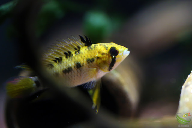 Apistogramma cf.hoignei / Rio Morichal Largo