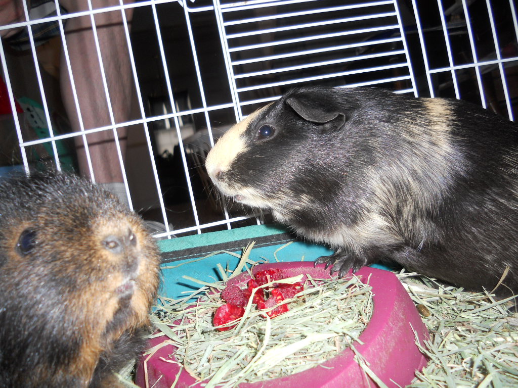 Cavy Savvy: A Guinea Pig Blog: Can Guinea Pigs Eat Raspberries?