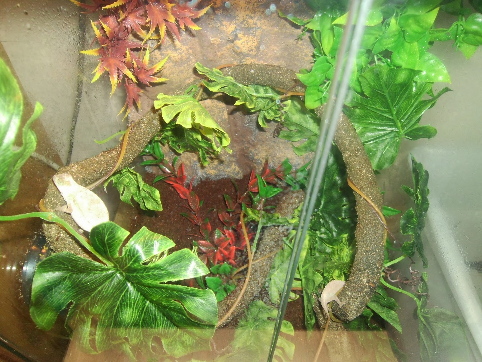 Becky "FairyCraft" : My Pygmy Chameleon Tank