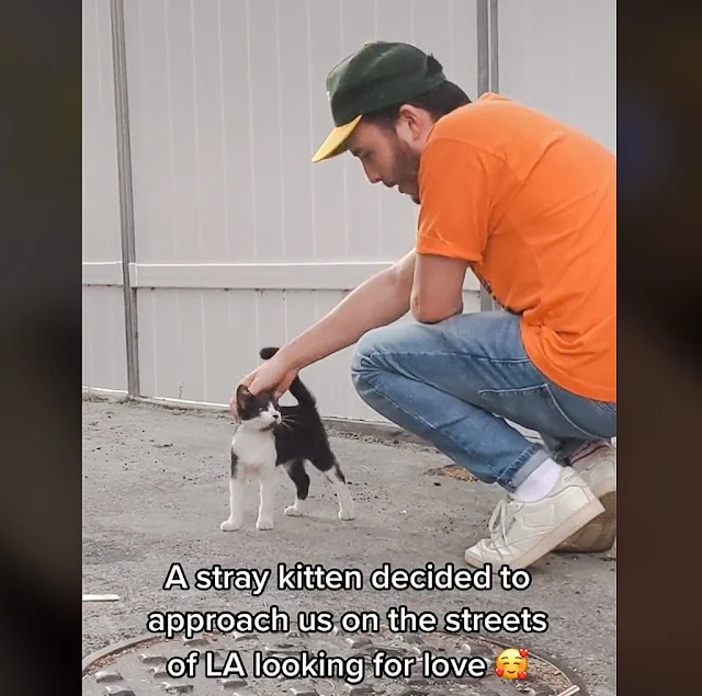 A stray kitten decided to adopt this man as their human caregiver on the streets of LA