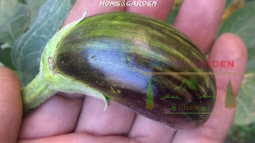 Eggplants are best when harvested at one-third to one-half their mature size. To test whether the fruit is ready for harvest, gently press the skin with a finger.
