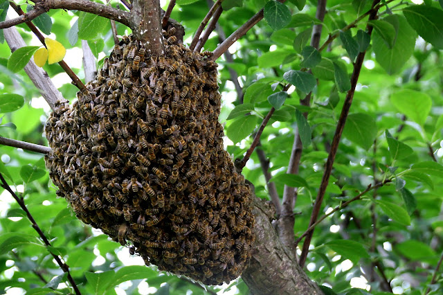 bee swarm