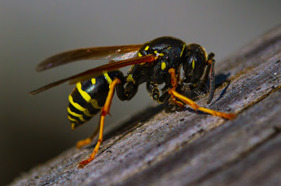 vespe muratrici-casa-insetticida