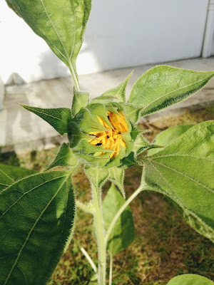 Sunflower budding, almost opening in the morning