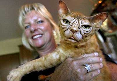 ugly cat in the world