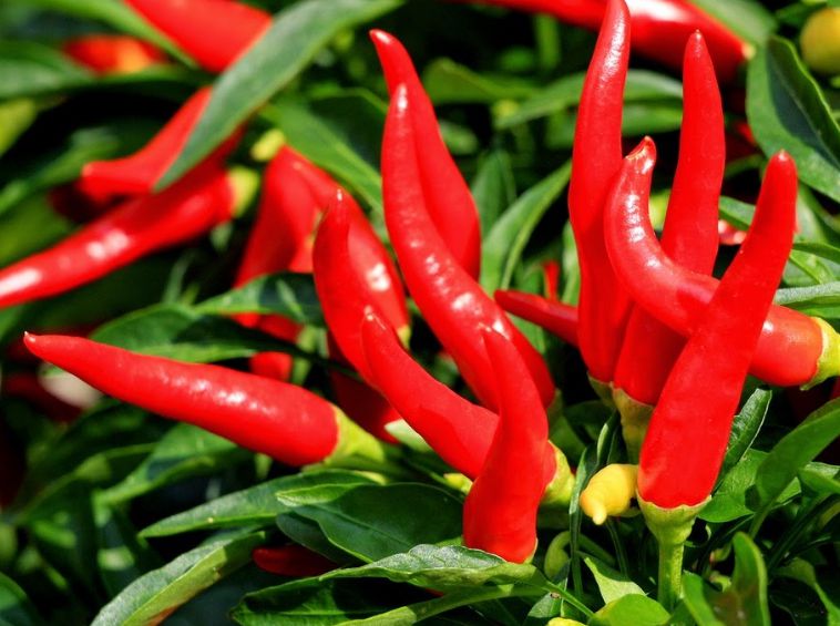 Cara Menanam Cabe dengan Mudah di Rumah OTW Gan