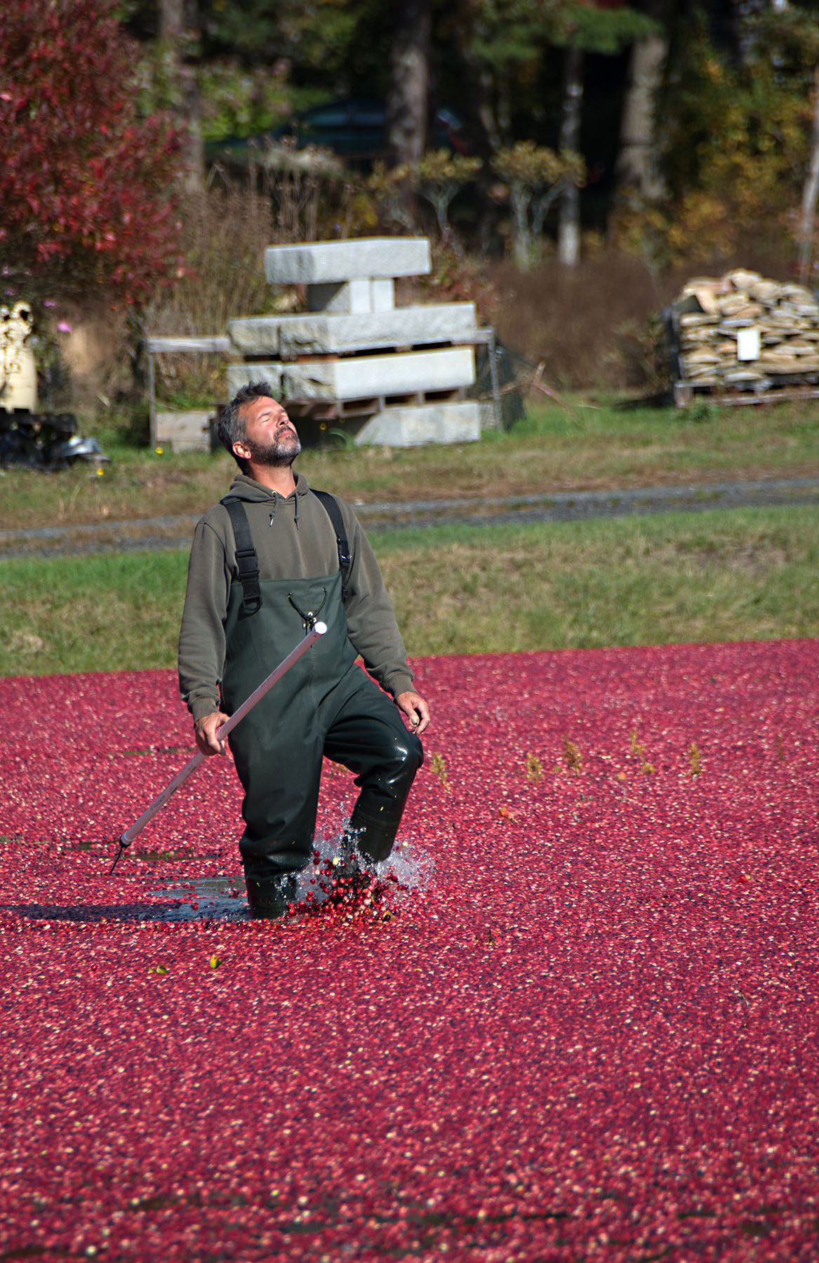 Carol's View Of New England Cranberry Bog Harvesting