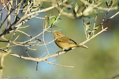 Mosquiter comú (Phylloscopus collybita)