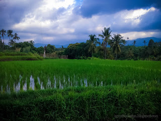 Natural Cloudy Atmosphere Of The Rice Fields In The Afternoon At Ringdikit Village North Bali Indonesia