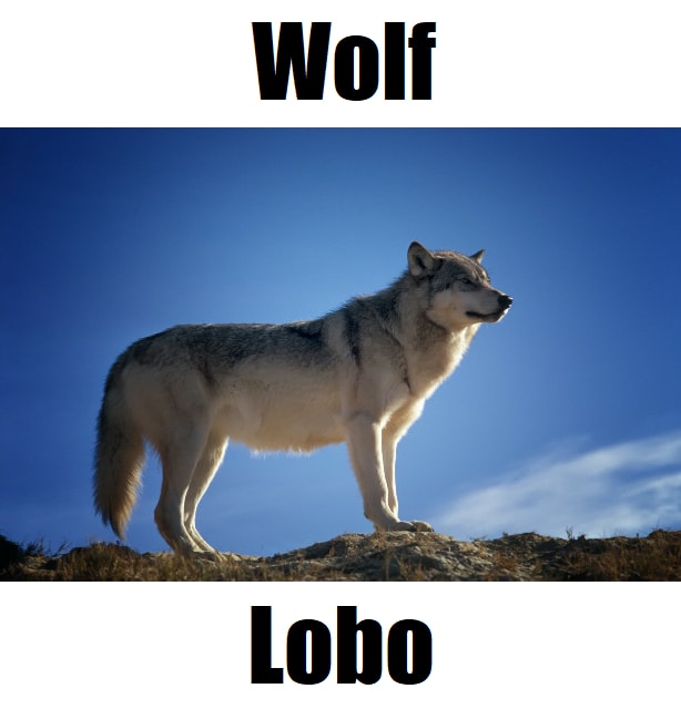 Wolf in Tagalog